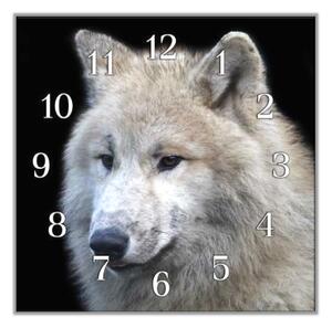 Nástěnné hodiny 30x30cm bílý vlk - plexi