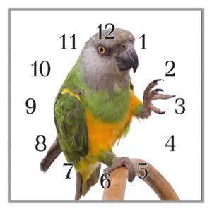 Nástěnné hodiny 30x30cm papoušek senegalský - plexi