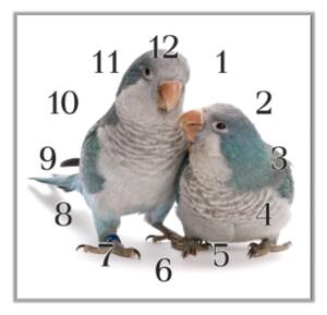 Nástěnné hodiny 30x30cm papoušek mnišek modrý - plexi