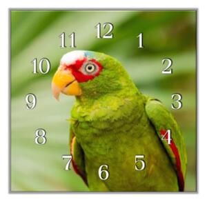 Nástěnné hodiny 30x30cm papoušek amazoňan běločelý - plexi