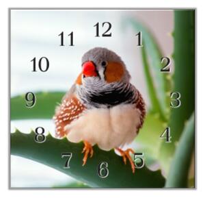 Nástěnné hodiny 30x30cm malý papoušek zebřička - plexi