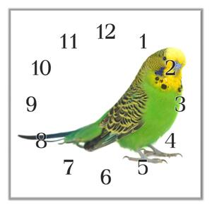 Nástěnné hodiny 30x30cm papoušek andulka vlnkovaná - plexi