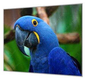 Ochranná deska papoušek ara hyacintová - 52x60cm / Bez lepení na zeď