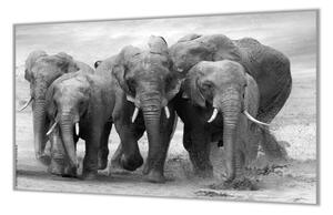 Ochranná deska stádo slonů - 52x60cm / S lepením na zeď