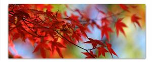 Obraz skleněný větev list červený javor - 100 x 150 cm