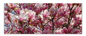 Obraz skleněný keř a květy růžové magnolie - 50 x 70 cm