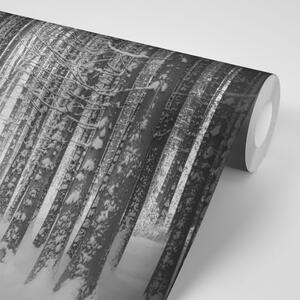 Fototapeta černobílý les zahalený sněhem