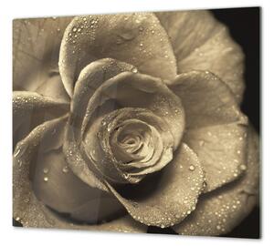 Ochranná deska květy růže s rosou - 40x40cm / Bez lepení na zeď