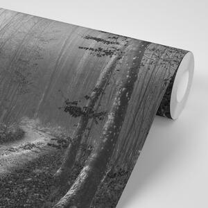 Fototapeta černobílá cestička do lesa