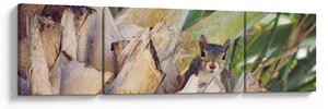 Obraz veverky na stromu (170x50 cm)