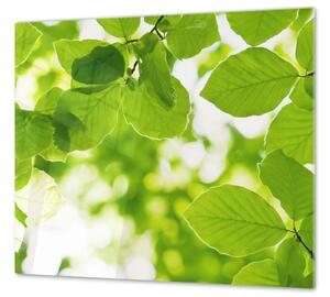 Ochranná deska zelené listí buku - 40x60cm / S lepením na zeď