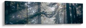 Obraz stromů s průsvitajícím sluncem (170x50 cm)