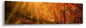 Obraz podzimního lesa (170x50 cm)