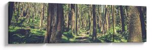 Obraz cesty mezi stromy (170x50 cm)