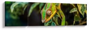 Obraz chameleona (170x50 cm)