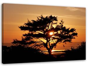 Obraz na plátně Strom u moře při západu slunce Rozměry: 60 x 40 cm