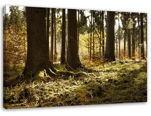 Obraz na plátně V lese Rozměry: 60 x 40 cm