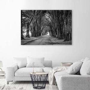 Obraz na plátně Lesní alej stromů Rozměry: 60 x 40 cm