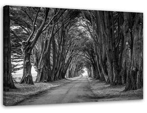 Obraz na plátně Lesní alej stromů Rozměry: 60 x 40 cm