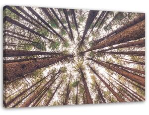 Obraz Vysoké borovice Rozměry: 60 x 40 cm, Provedení: Obraz na plátně