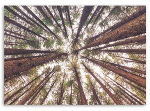 Obraz na plátně Vysoké borovice Rozměry: 60 x 40 cm