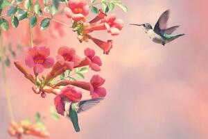 Samolepící tapeta nálet kolibříků