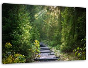 Obraz na plátně Cesta v zeleném lese Rozměry: 60 x 40 cm