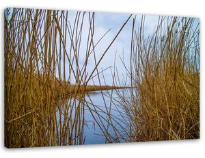 Obraz na plátně Rákosí na jezeře Rozměry: 60 x 40 cm