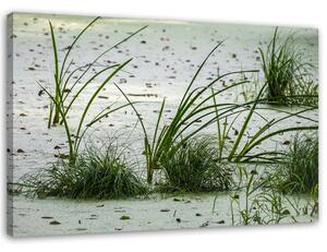 Obraz na plátně Zelená tráva na pláži Rozměry: 60 x 40 cm