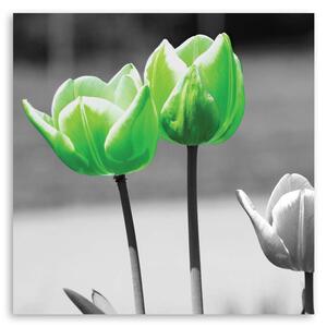 Obraz Zelené tulipány v šedé barvě Velikost: 30 x 30 cm, Provedení: Panelový obraz