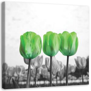 Obraz na plátně Zelené tulipány na louce Rozměry: 30 x 30 cm