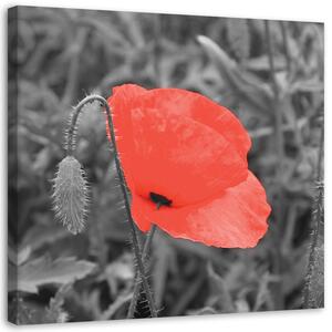 Obraz Červené máky v šedé barvě Velikost: 30 x 30 cm, Provedení: Obraz na plátně