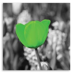 Obraz na plátně Zelené tulipány na louce Rozměry: 30 x 30 cm