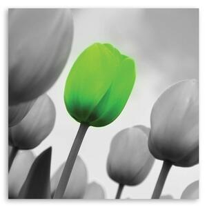 Obraz na plátně Zelený tulipán Rozměry: 30 x 30 cm
