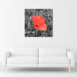 Obraz Červené máky v šedé barvě Velikost: 30 x 30 cm, Provedení: Panelový obraz