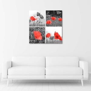 Obraz na plátně Sada červených máků Rozměry: 30 x 30 cm
