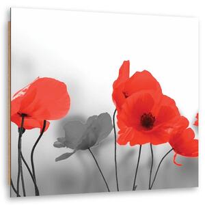 Obraz Červené máky v šedé barvě Velikost: 30 x 30 cm, Provedení: Panelový obraz