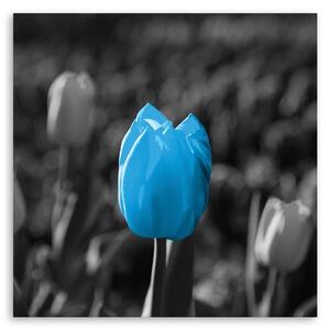 Obraz na plátně Modré tulipány v šedé barvě Rozměry: 30 x 30 cm