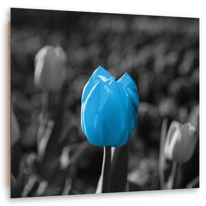Obraz Modré tulipány v šedé barvě Velikost: 30 x 30 cm, Provedení: Panelový obraz