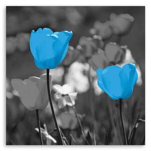Obraz na plátně Modré tulipány na louce Rozměry: 30 x 30 cm