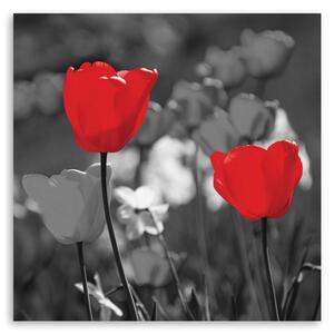 Obraz Červené tulipány v šedé barvě Velikost: 30 x 30 cm, Provedení: Panelový obraz