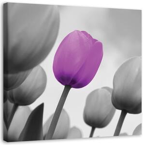 Obraz Fialový tulipán v šedé barvě Velikost: 30 x 30 cm, Provedení: Obraz na plátně