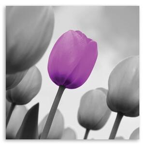Obraz Fialový tulipán v šedé barvě Velikost: 30 x 30 cm, Provedení: Panelový obraz