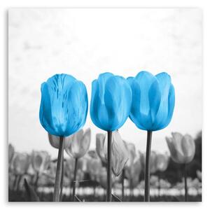 Obraz na plátně Modré tulipány Rozměry: 30 x 30 cm