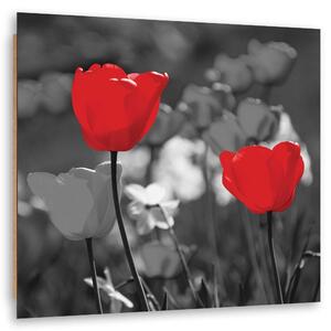 Obraz Červené tulipány v šedé barvě Velikost: 30 x 30 cm, Provedení: Panelový obraz