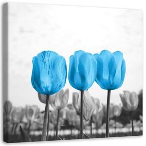 Obraz na plátně Modré tulipány Rozměry: 30 x 30 cm