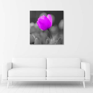 Obraz na plátně Fialový tulipán Rozměry: 30 x 30 cm