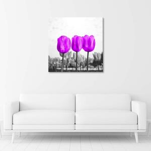 Obraz na plátně Fialové tulipány Rozměry: 30 x 30 cm