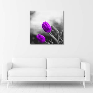 Obraz na plátně Dva fialové tulipány Rozměry: 30 x 30 cm