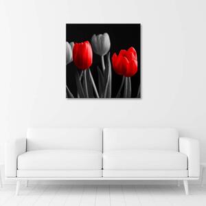 Obraz na plátně Červené tulipány Rozměry: 30 x 30 cm